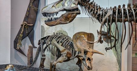 W Polsce powstanie Muzeum Historii Naturalnej