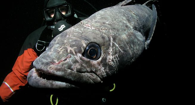 Filmy „Tam, gdzie rosną grzyby” i „Ostatni ocean” we wrześniu w Kuchnia+