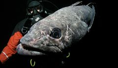 Filmy „Tam, gdzie rosną grzyby” i „Ostatni ocean” we wrześniu w Kuchnia+