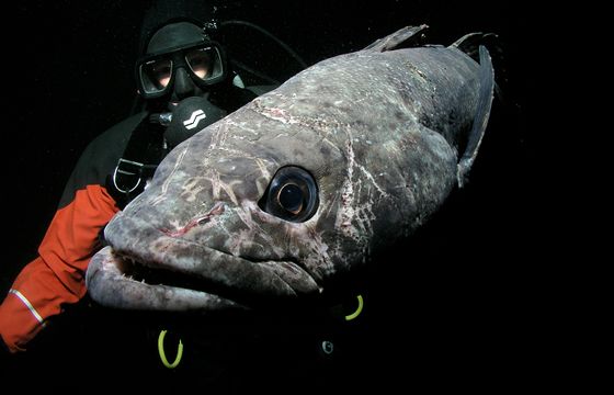 Filmy „Tam, gdzie rosną grzyby” i „Ostatni ocean” we wrześniu w Kuchnia+