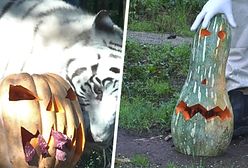 Zwierzęce Halloween. Pomysł rzymskiego zoo przyciąga turystów