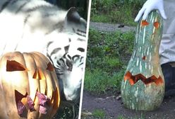 Zwierzęce Halloween. Pomysł rzymskiego zoo przyciąga turystów