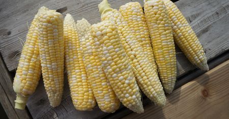 Słodka biała kukurydza gotowana bez dodatku soli, odsączona