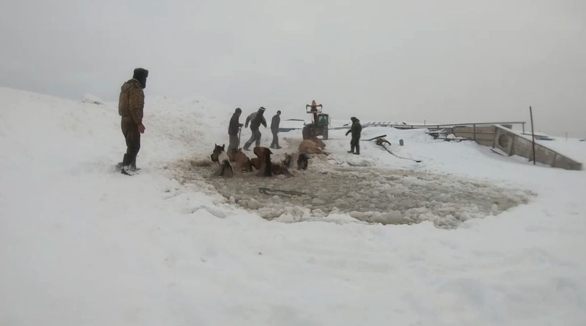 Rosja. 11 koni wpadło do lodowej pułapki