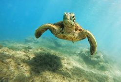 USA. Na plaży znaleziono dwugłowego żółwia