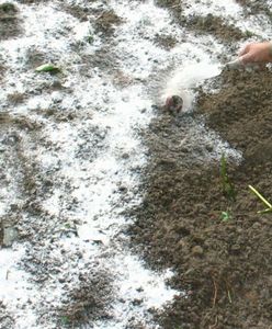 "Wapnowanie" wykonaj jesienią. Termin jest kluczowy