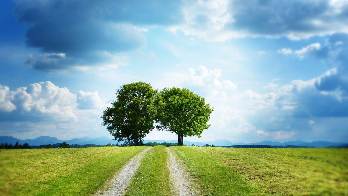 łąka drzewa