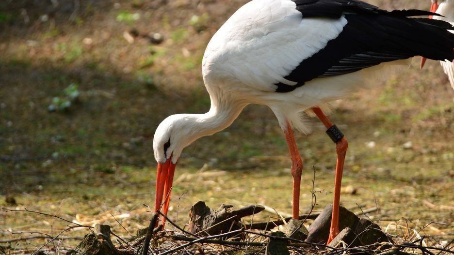 Są wyniki liczenia bocianów.