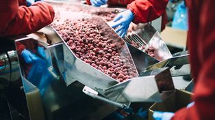 Protest głodowy w polskiej chłodni. Wskazują na import malin z Ukrainy