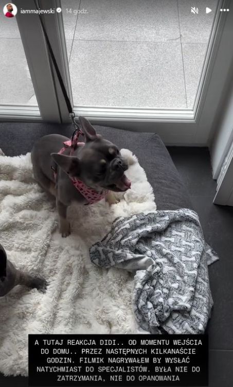 Pies Deynn i Majewskiego