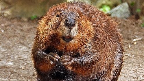 Najciekawsze reklamy polskich operatorów TOP 10 1