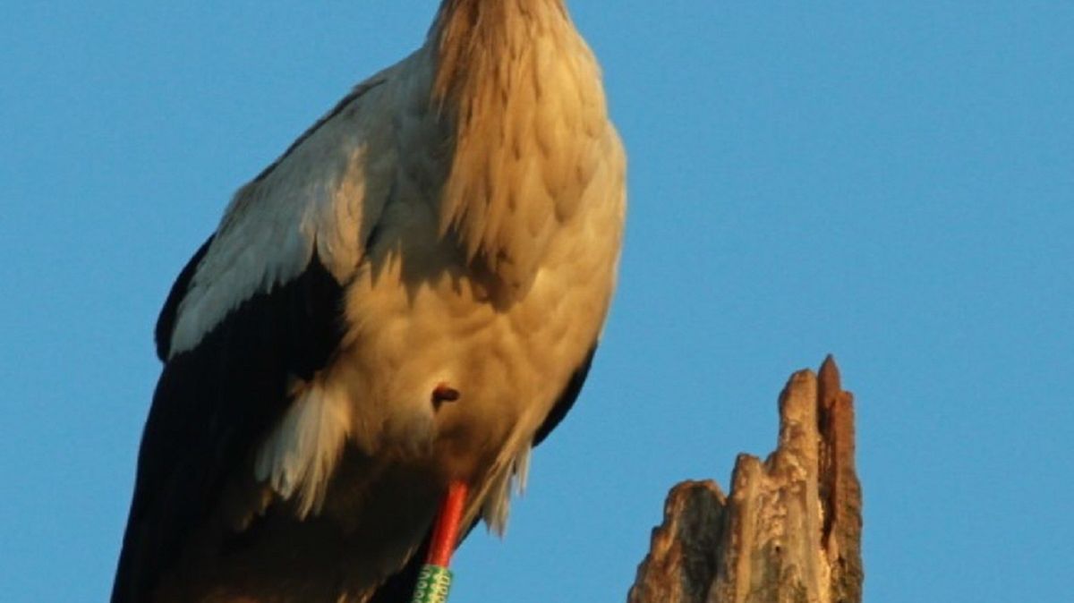 Zbysia wraca do Polski. Nadchodzi wiosna!