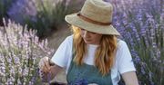 Masz w ogrodzie lawendę? Nie przegap terminu