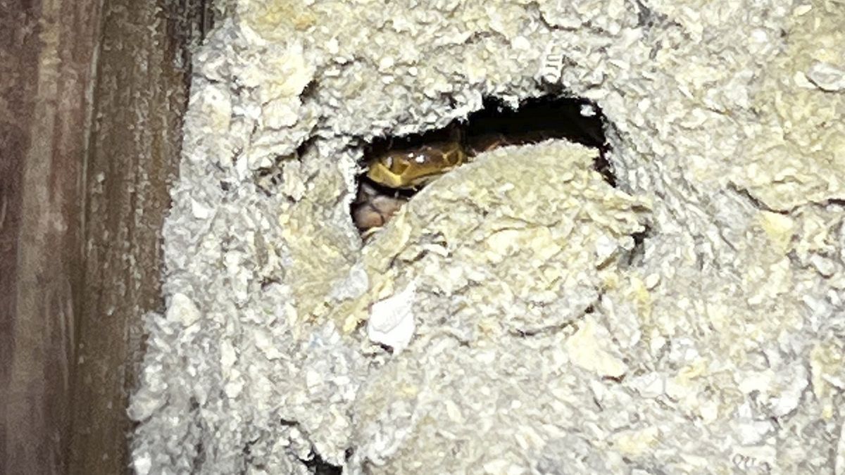 Łapacz węży Mitch Thorburn natknął się pod sufitem na 10 gadów