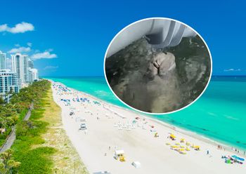 Niecodzienne spotkanie. Funkcjonariuszki z USA uwieczniły wszystko na wideo