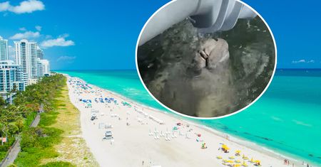 Niecodzienne spotkanie. Funkcjonariuszki z USA uwieczniły wszystko na wideo