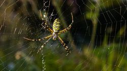 Jest ich w Polsce coraz więcej. Ukąszenie tego pająka może zakończyć się wizytą w szpitalu