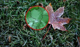 Za nami najchłodniejsza noc. Przymrozki na razie zostaną