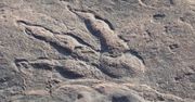 Nowy gigant wśród dinozaurów. Największy dinozaur w Azji Południowej