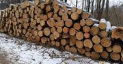 Mieszkańcy Świdnika wstrząśnięci wycinką w Lesie Rejkowizna. Zorganizowano debatę nad jego ochroną