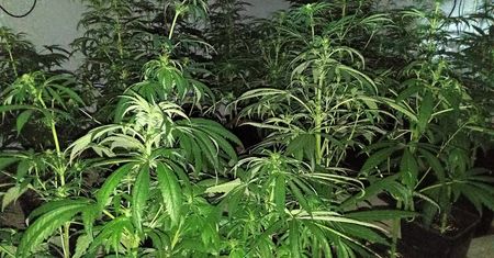Nielegalna plantacja konopi w Gminie Łąck!