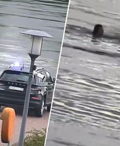 Dramatyczna akcja ratunkowa. Policjant wskoczył do Wisły