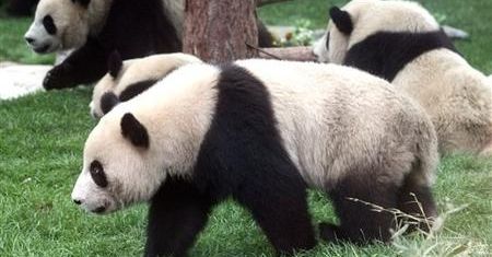 Pandy ocalone z kataklizmu