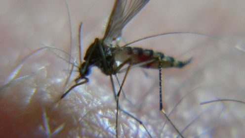 Śmiercionośne skojarzenie – sposób na krwiopijców 1