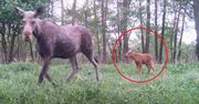 Leśnicy pokazali niezwykłe nagranie. Młody łoś zaskakuje