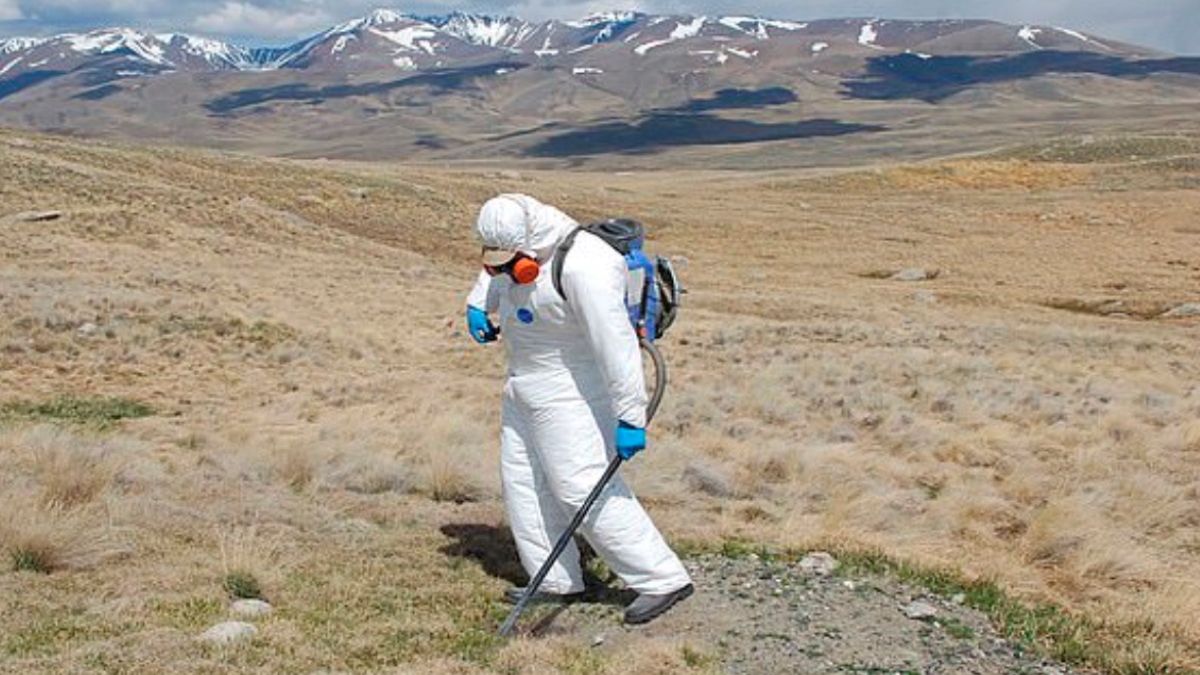 W górach Ałtaj wykryto obecność dżumy dymieniczej 