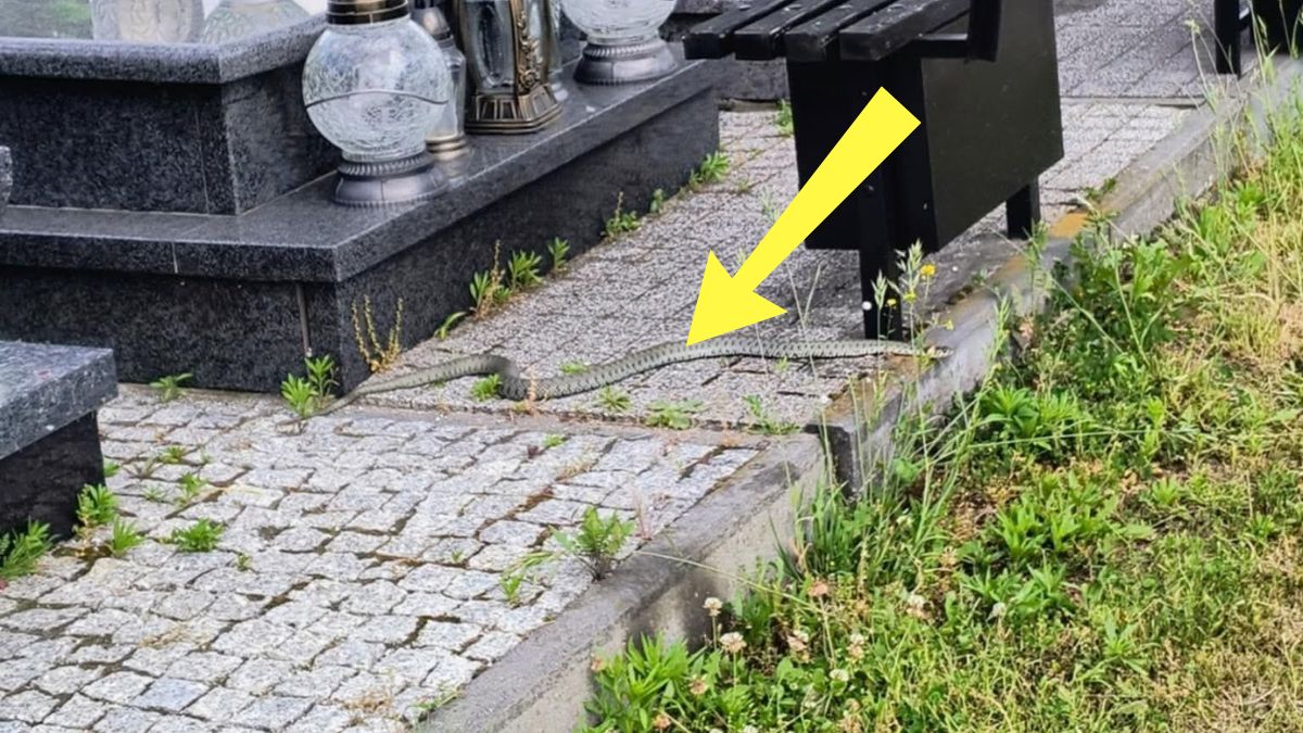 Na cmentarzu w Chełmie widziano zaskrońce.