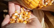 Dramat w skupach. Ceny kukurydzy załamały rolników