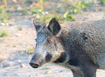 Leśnicy ostrzegają. Dziki zmieniły swoje zachowanie