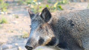 Leśnicy ostrzegają. Dziki zmieniły swoje zachowanie