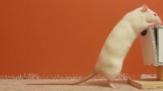 Co zrobi szczur, aby dostać ulubiony przysmak? Niezwykłe popisy inteligentnego gryzonia 1