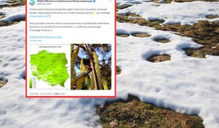Kiedy zaczyna się wiosna? CMM-IMGW: już niedługo zaranie wiosny