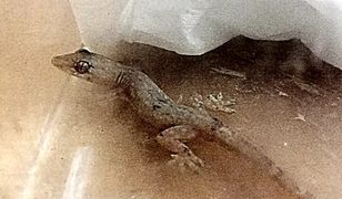 Warszawa. Egzotyczny gad w walizce po powrocie z wakacji