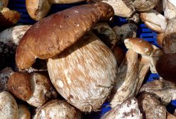 Niemcy są pewni. "Zapowiada się dobry sezon grzybowy"