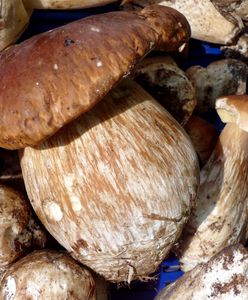 Niemcy są pewni. "Zapowiada się dobry sezon grzybowy"