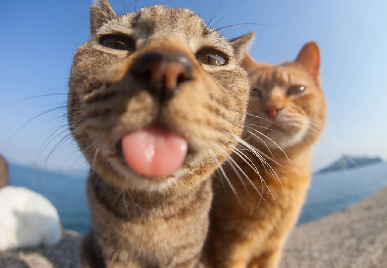 Zdjęcie finalisty konkursu Comedy Pet Photo Awards.