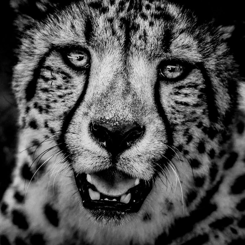 Laurent Baheux ujął charakter Afryki w czarno-białych portretach zwierząt 16