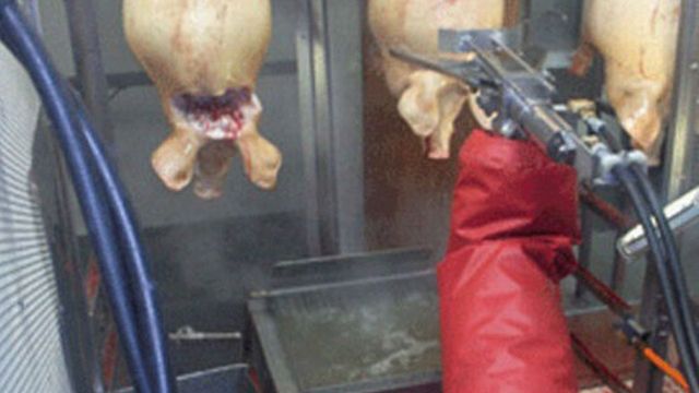 Makabryczna maszyna ścina 1200 głów w ciągu godziny [wideo] 1