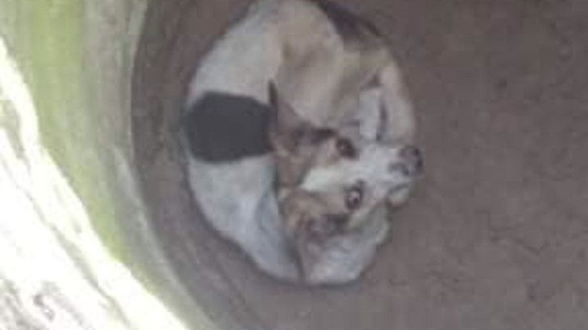 Ktoś wrzucił psa do studni. 