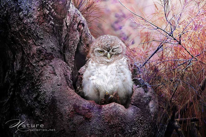 Cudowne życie sów uchwycone na fotografiach Sasi Smith 4