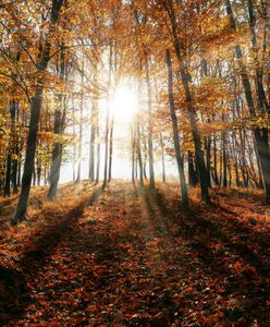 Co czeka nas jesienią? Ekspert przewiduje powiew ciepła