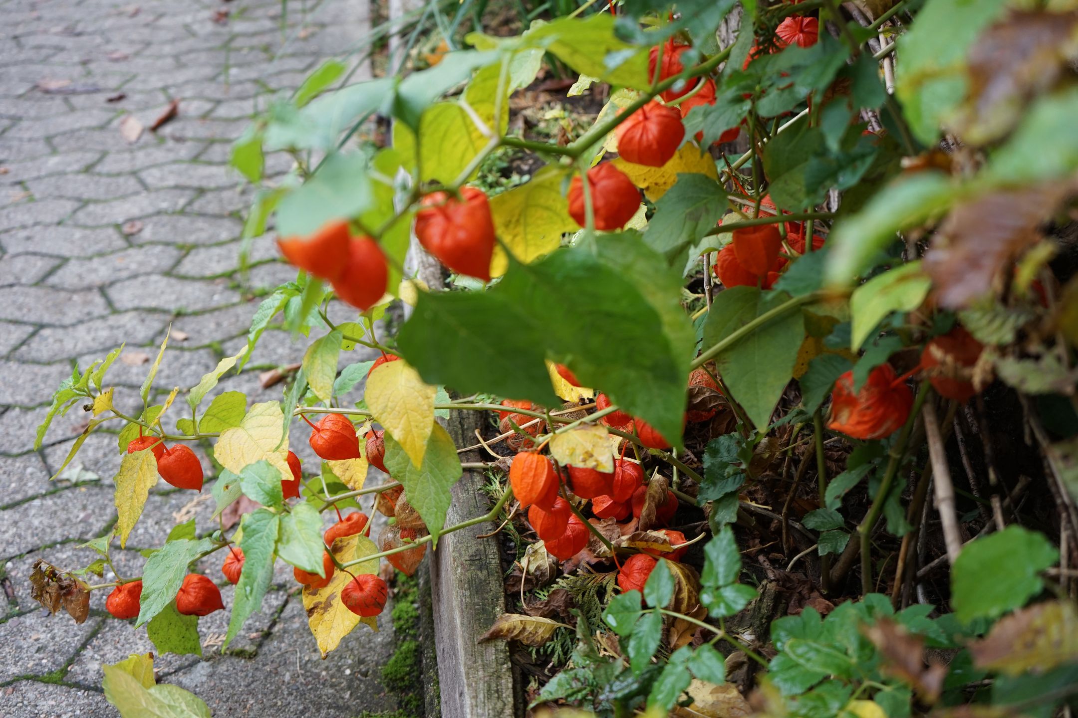 rot, garden, natur, blume, green, pflanze, blatt, frühling, herbst, sommer, obst, busch, beere, baum, ast, blühen, bunt, feld, aufblühen, auflösungszeichen, jahreszeit