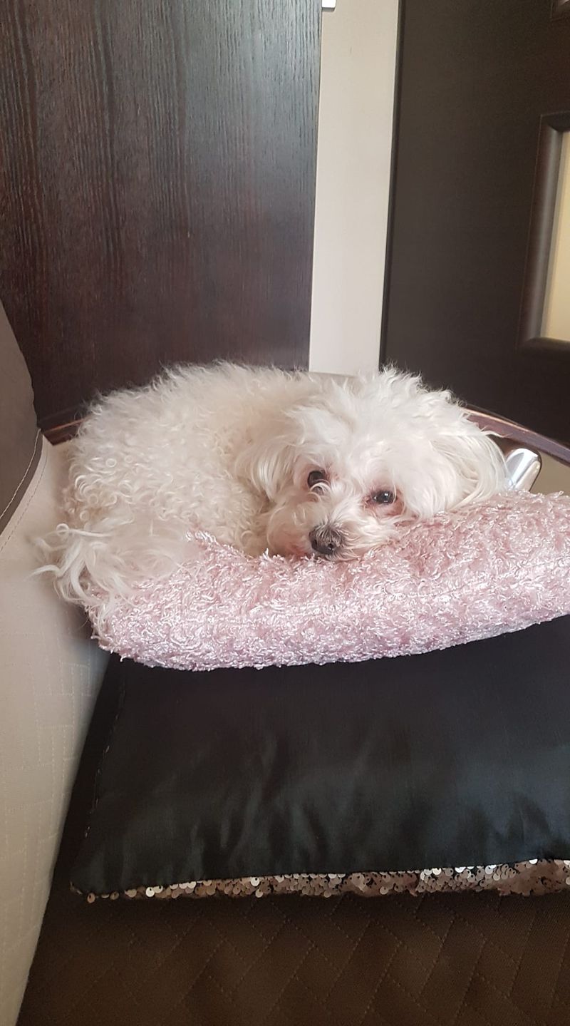 Dzień Kundelka na Pudelku! Nasi czytelnicy dzielą się z nami zdjęciami swoich pupili 