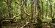 Bieszczady. Bukowe lasy na liście Światowego Dziedzictwa UNESCO