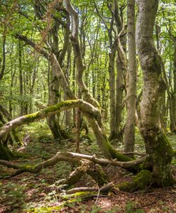 Bieszczady. Bukowe lasy na liście Światowego Dziedzictwa UNESCO