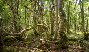 Bieszczady. Bukowe lasy na liście Światowego Dziedzictwa UNESCO